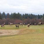 oregon-golf-courses-elk.jpg