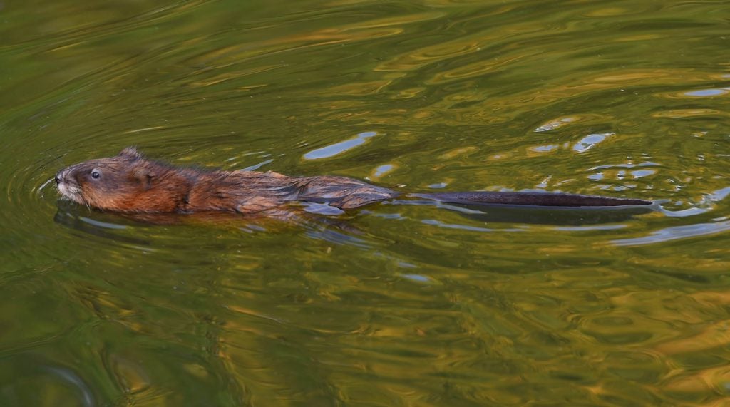 beaver.jpg