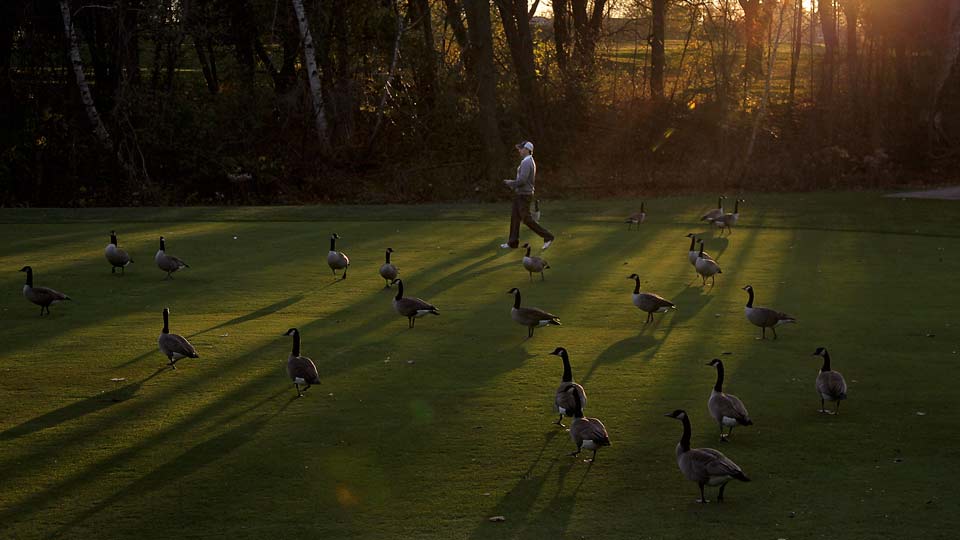 English golf club plans to shoot Canadian geese on its course