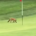 A fox steals golf ball off green in Massachusetts