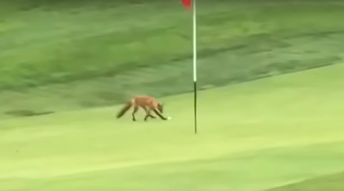 A fox steals golf ball off green in Massachusetts