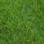 Zoysia grass is lush and lovely, providing a perfect lie most all the time.