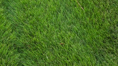 Zoysia grass is lush and lovely, providing a perfect lie most all the time.