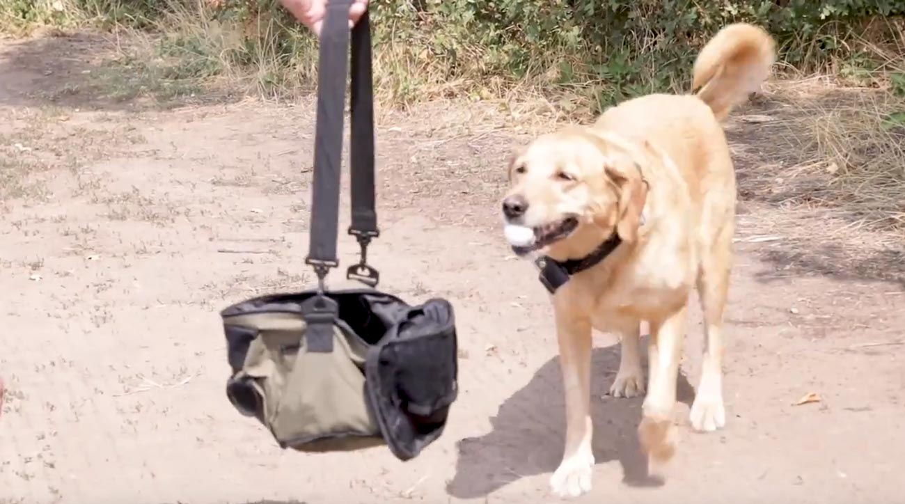 One dog has found thousands of golf balls in just a few years - Golf