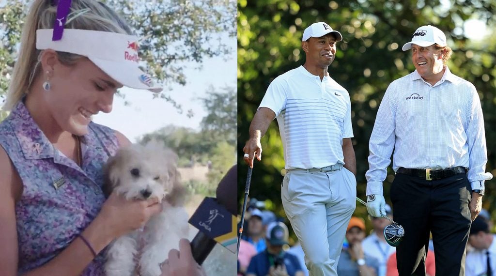Lexi's new dog was the story of last week, but Tiger and Phil will be the story of the coming week.