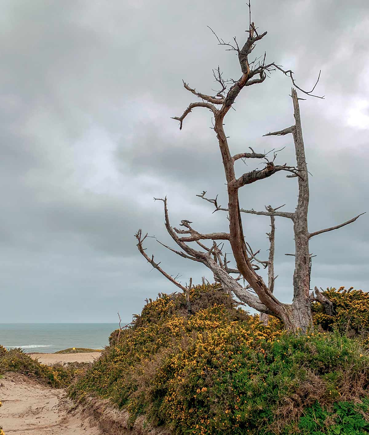 See what we’re saying about Sheep Ranch’s unique trees?