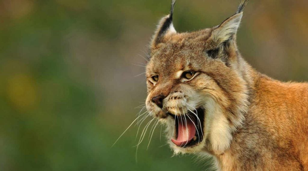 Bobcats are common in Connecticut, but attacks on humans are extremely rare.