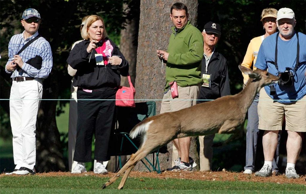 A deer crosses the 9th fairway on Wednesday of the 2011 Masters in Augusta, Ga.