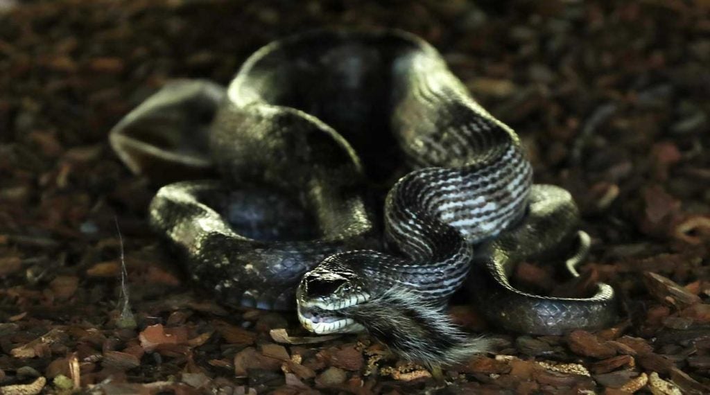 They say you can find cheap lunch at Augusta National. It's true for snakes as well.