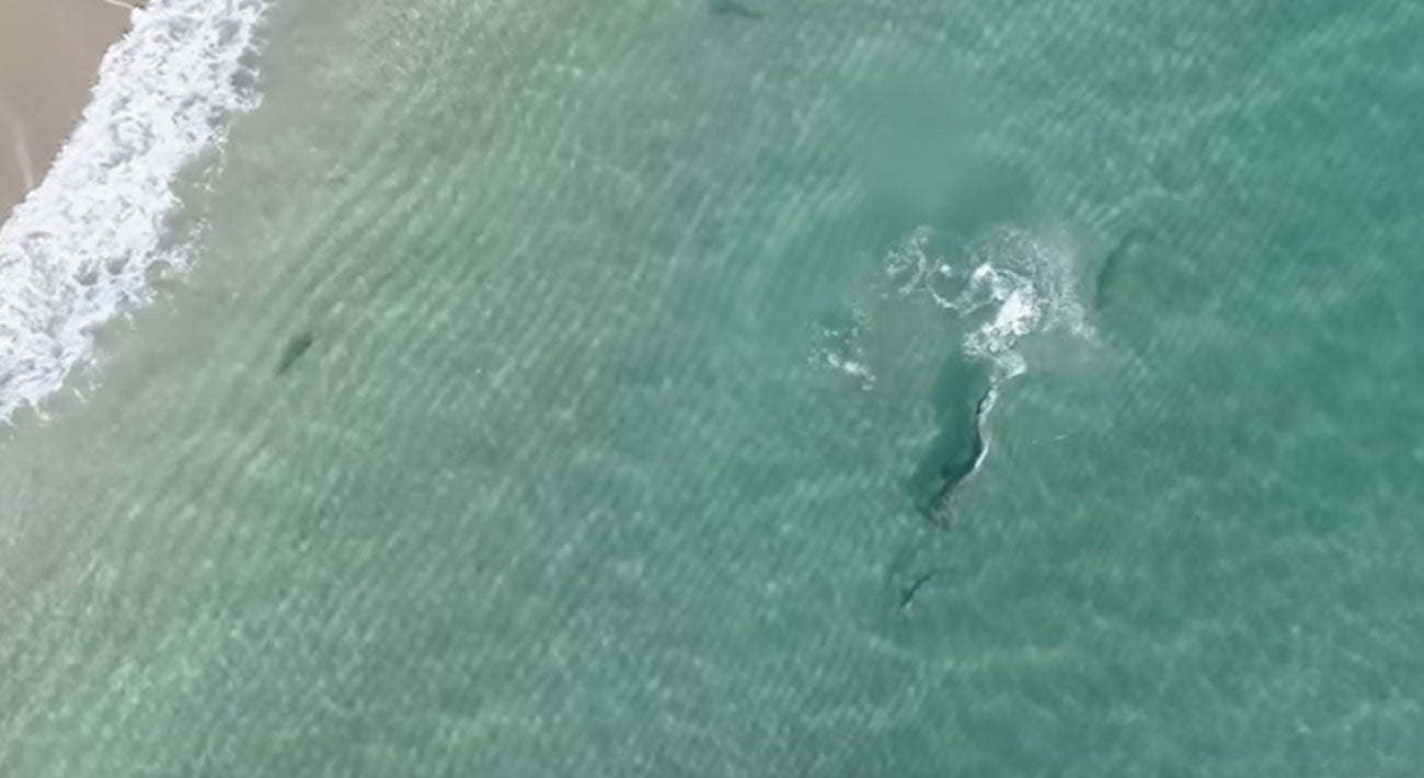 It wasn't long before THAT fish was on Norman's line.