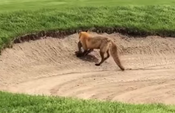 A red fox buries its kill in a bunker at Flanders Golf Course.