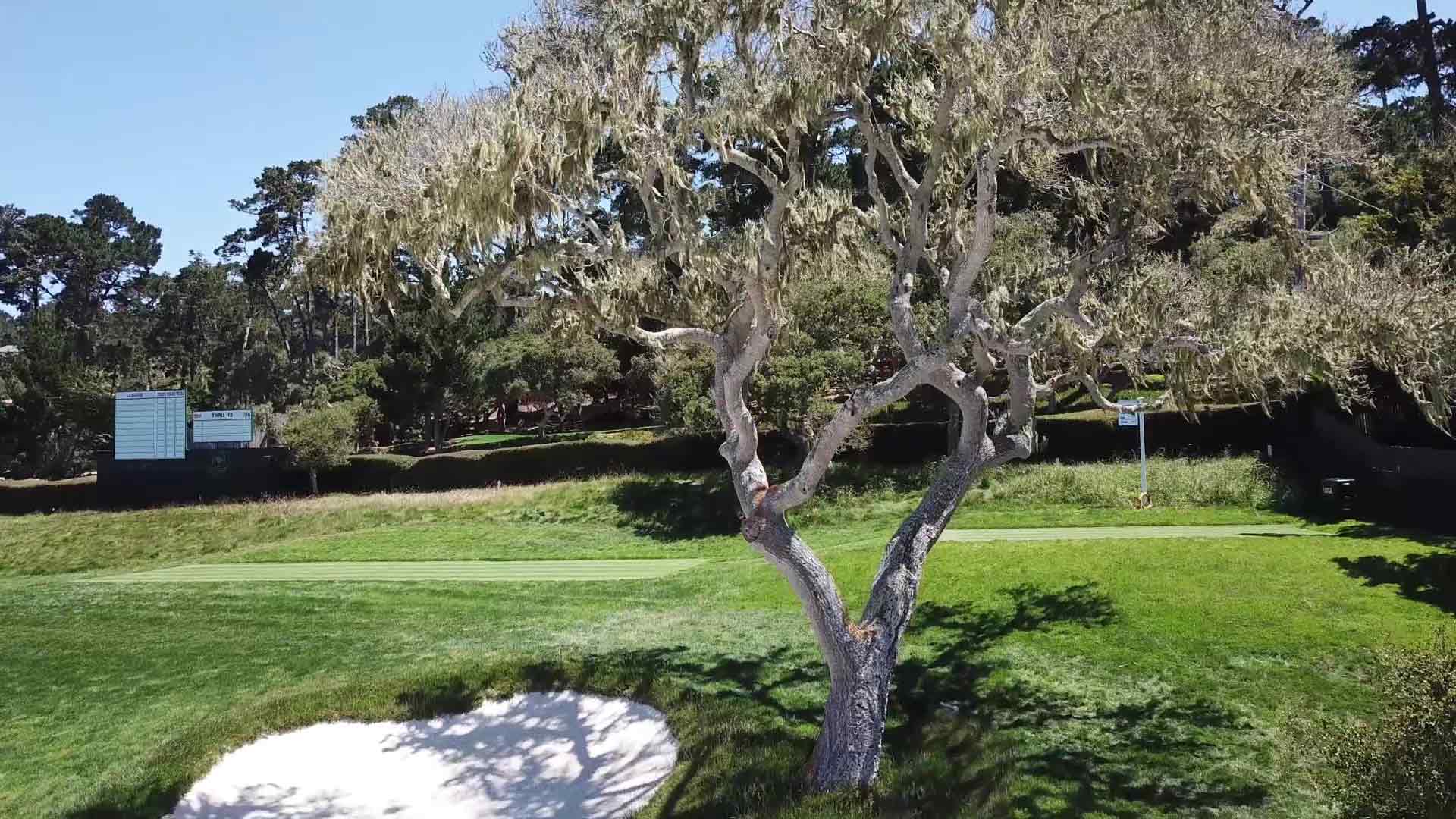 Rules Corner Ball in a Tree Golf