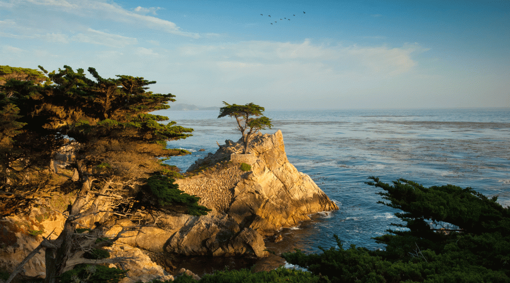 Cypress Point 17 Mile Drive Monetery CA 8x10 Photograph 