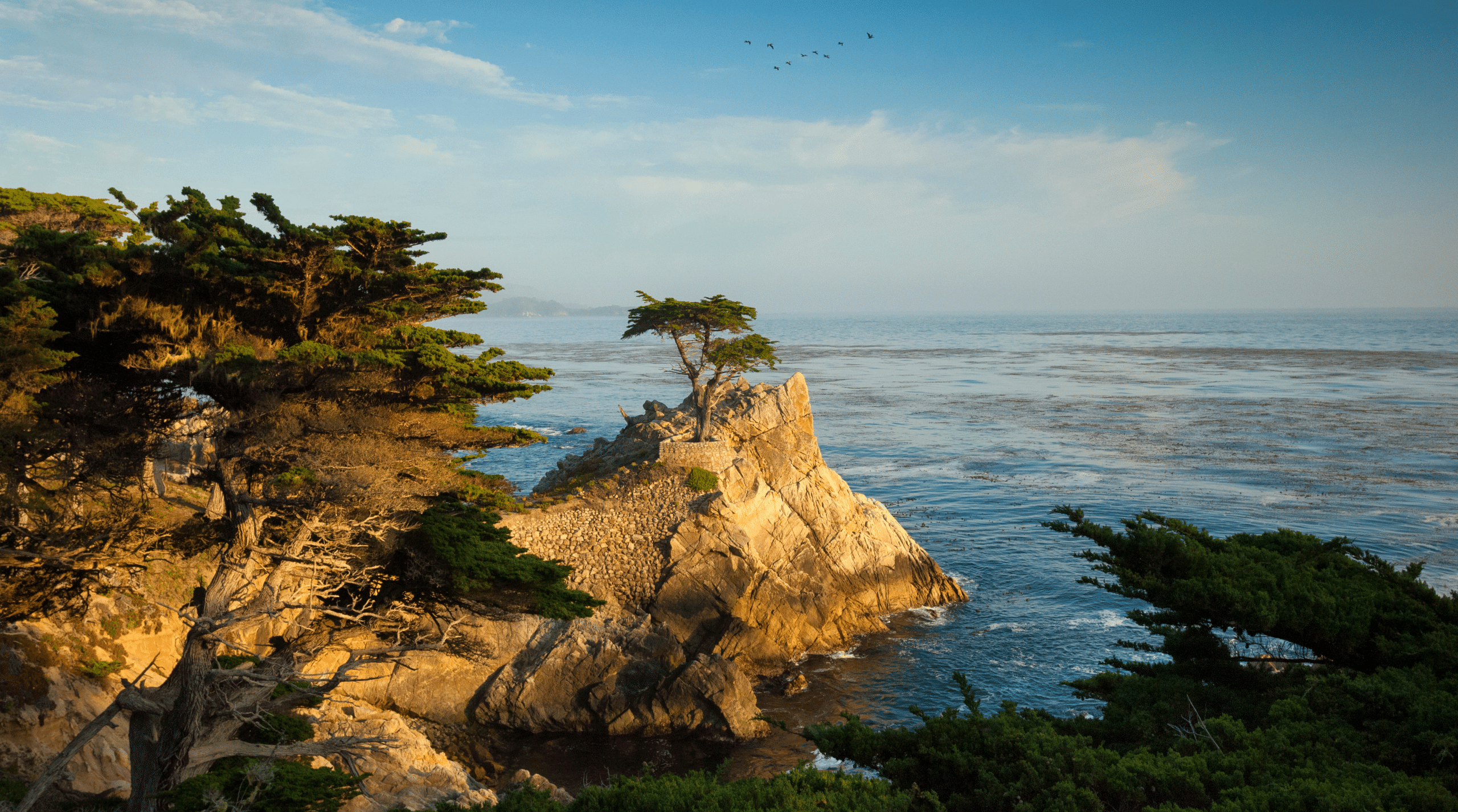 The Lone Cypress