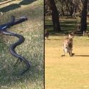 Venomous snake: Stuart Appleby encounters wildlife