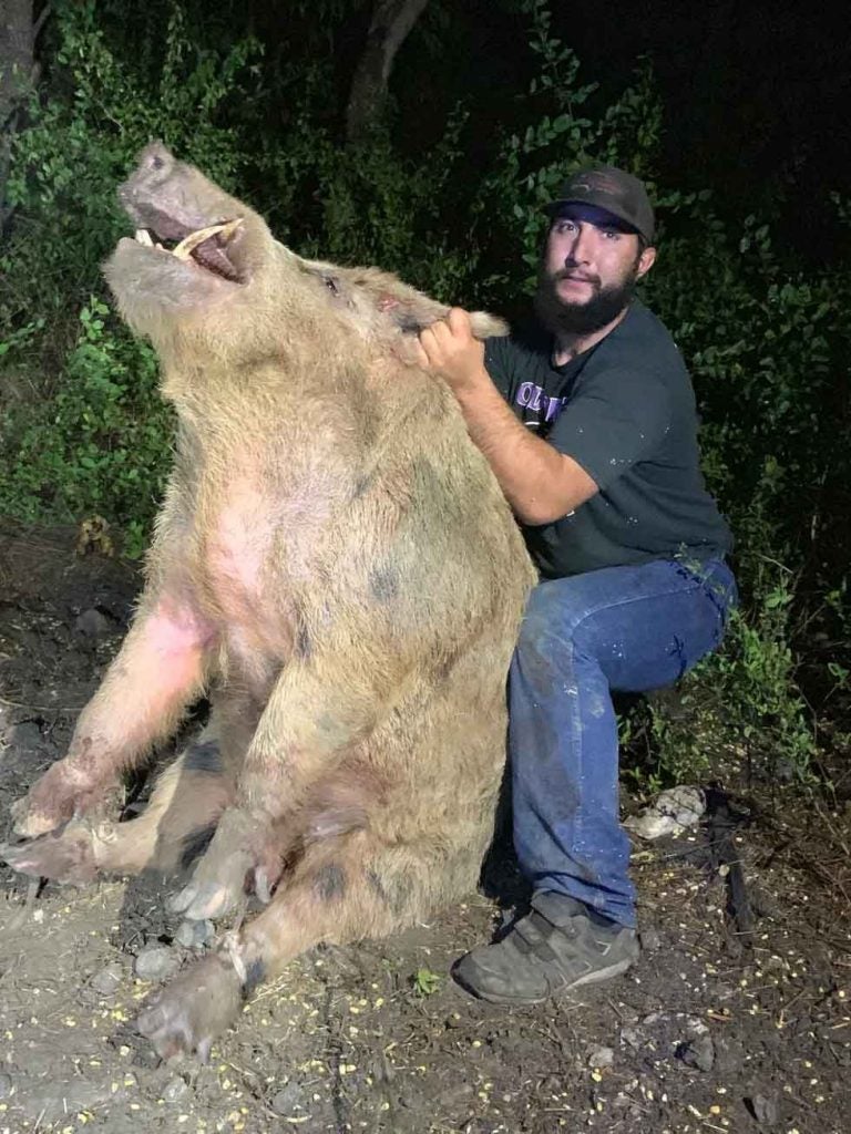 This massive wild hog was captured by Lone Star Trapping at a San Antonio golf course.