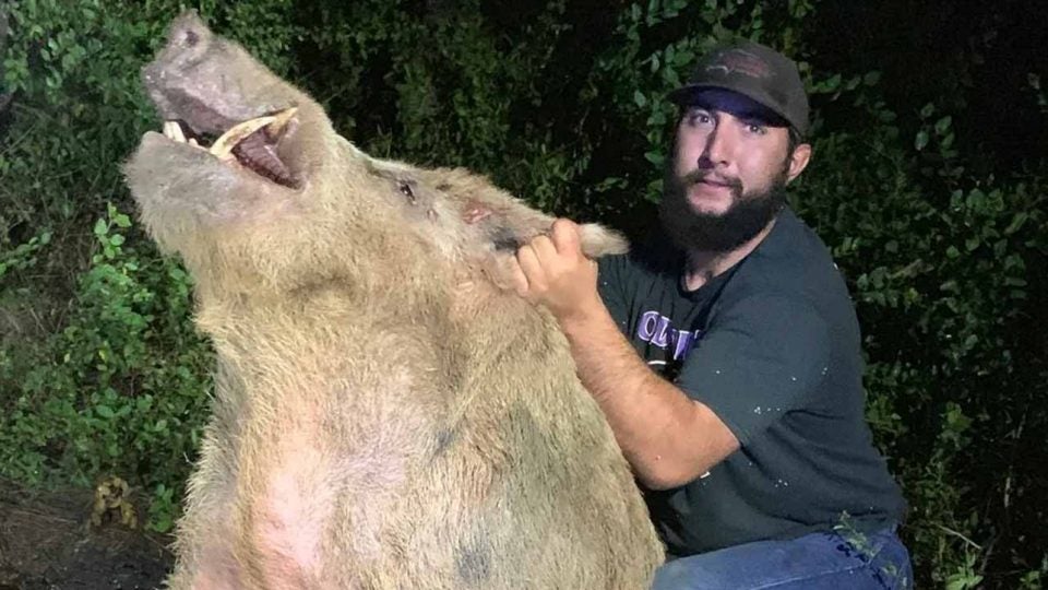 Massive hog captured at golf course, Lone Star Trapping