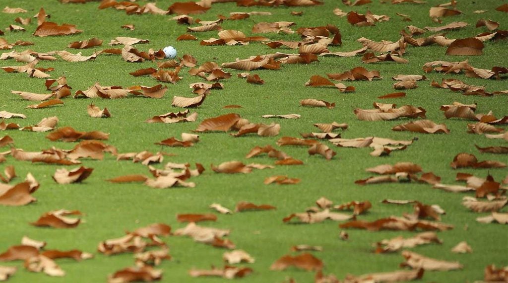 Leaves on the golf course.