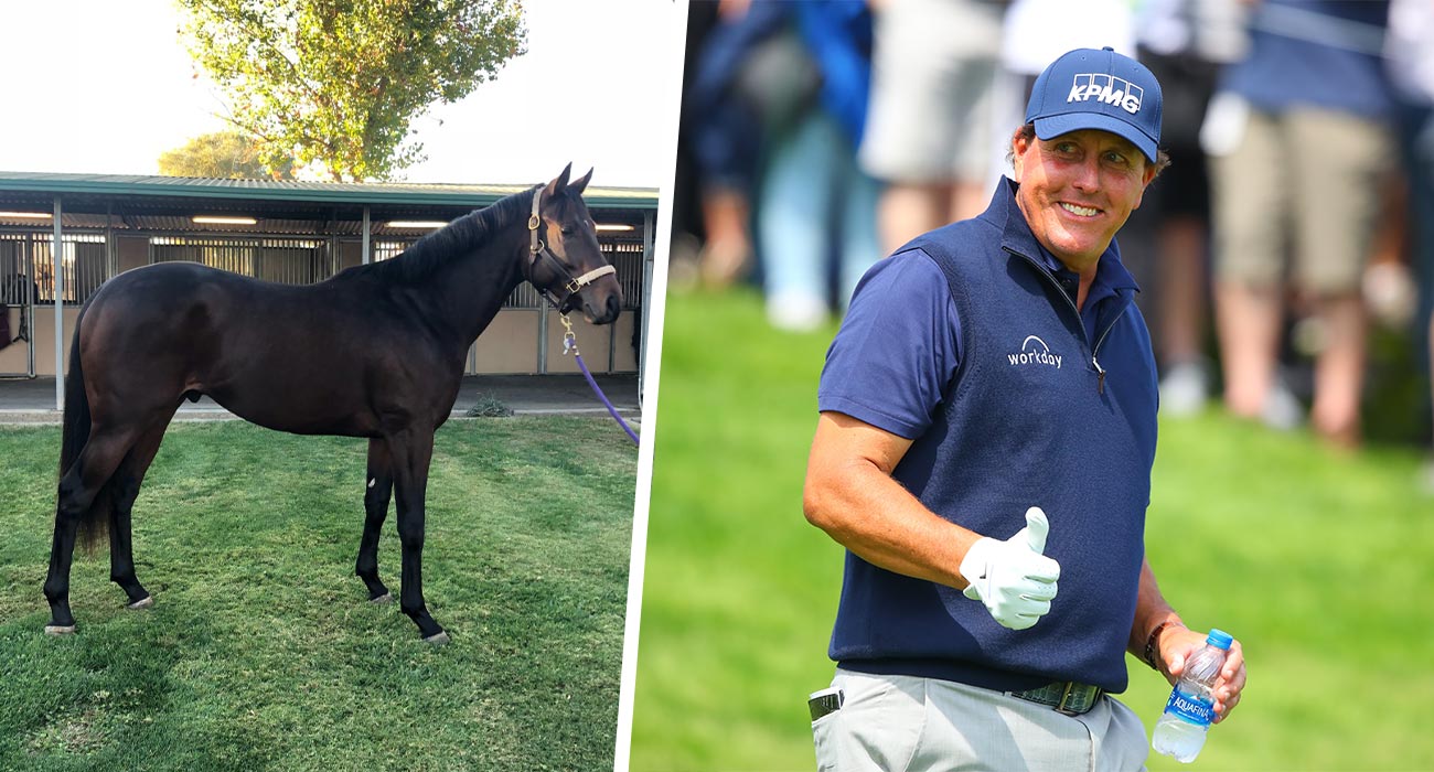 Mickelson the horse is a Triple Crown hopeful.