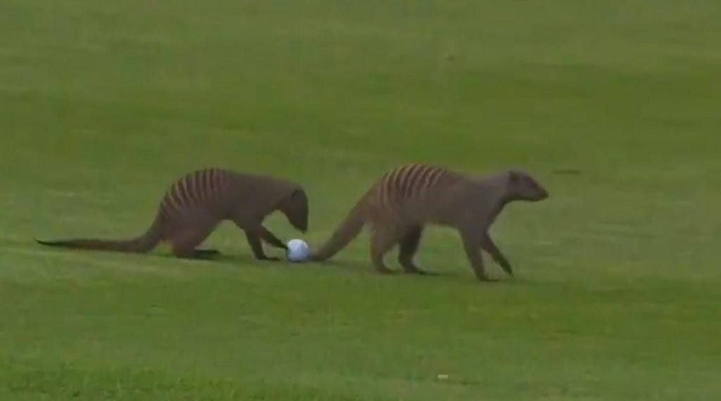 A pair of mongooses mess with a pro's golf ball during the Nedbank Golf Challenge in South Africa.