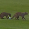 A pair of mongooses mess with a pro's golf ball during the Nedbank Golf Challenge in South Africa.