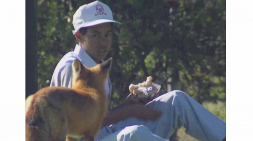Tiger Woods feeds a bite of his sandwich to a fox.