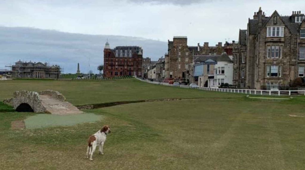 Victor Perez's dog at Old Course at St. Andrews