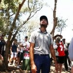 Golfers search for ball in a tree