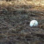 A golf ball in the trees.
