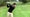 one-legged golfer swings