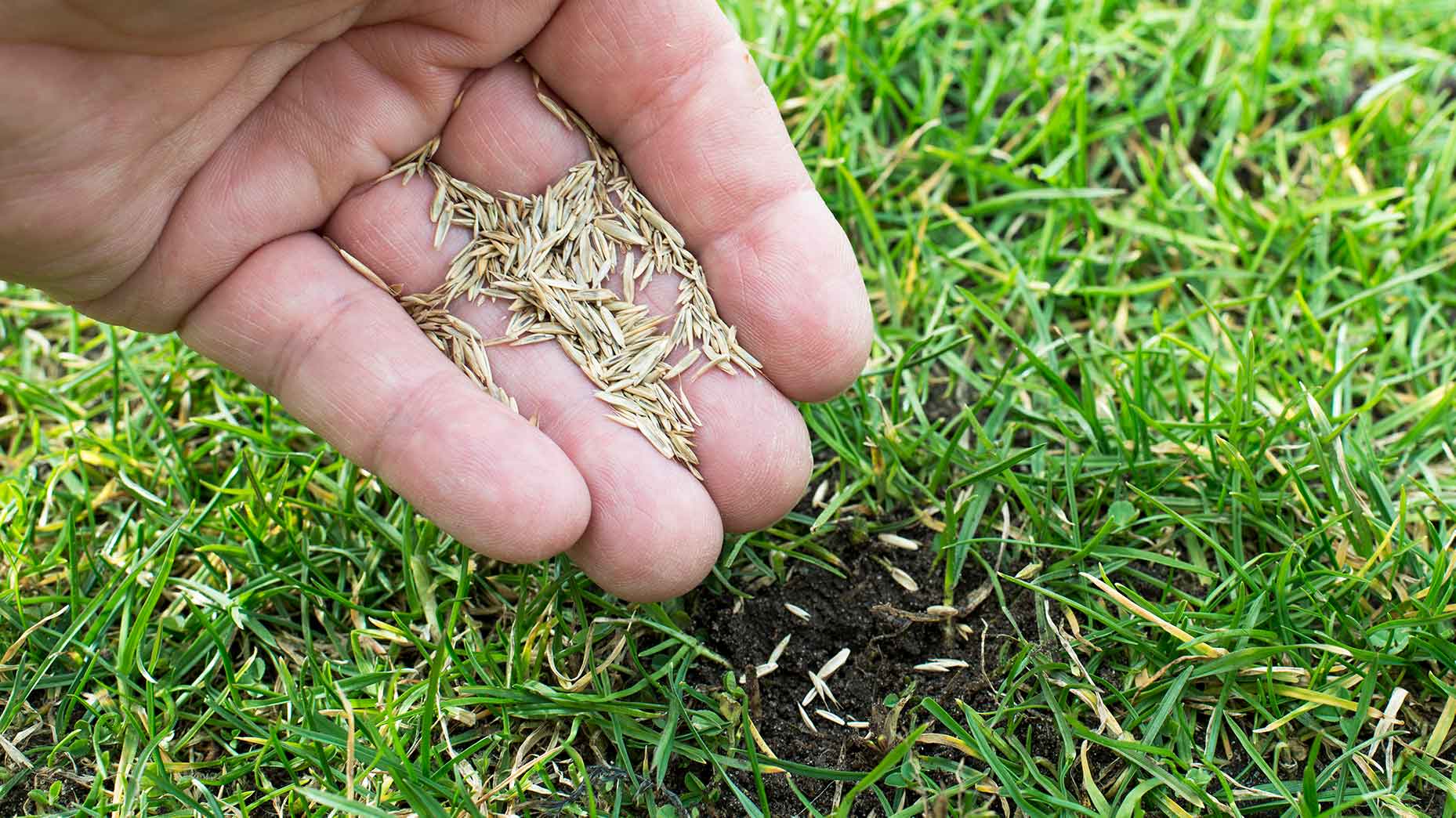 7 Keys To Caring For Your Yard According To Golf Course Superintendents