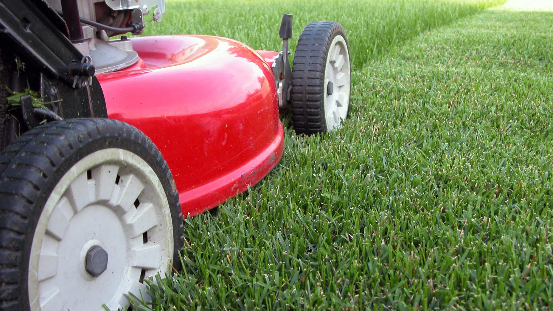 lawnmower mows grass on a golf course