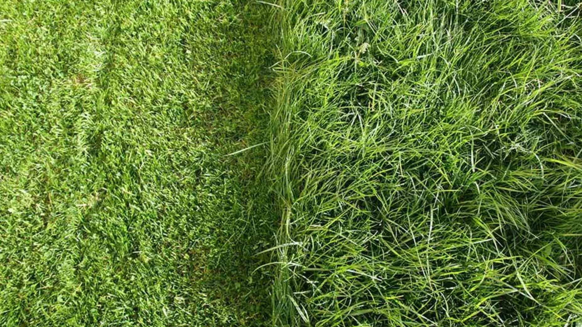 Easiest way to mow a online lawn