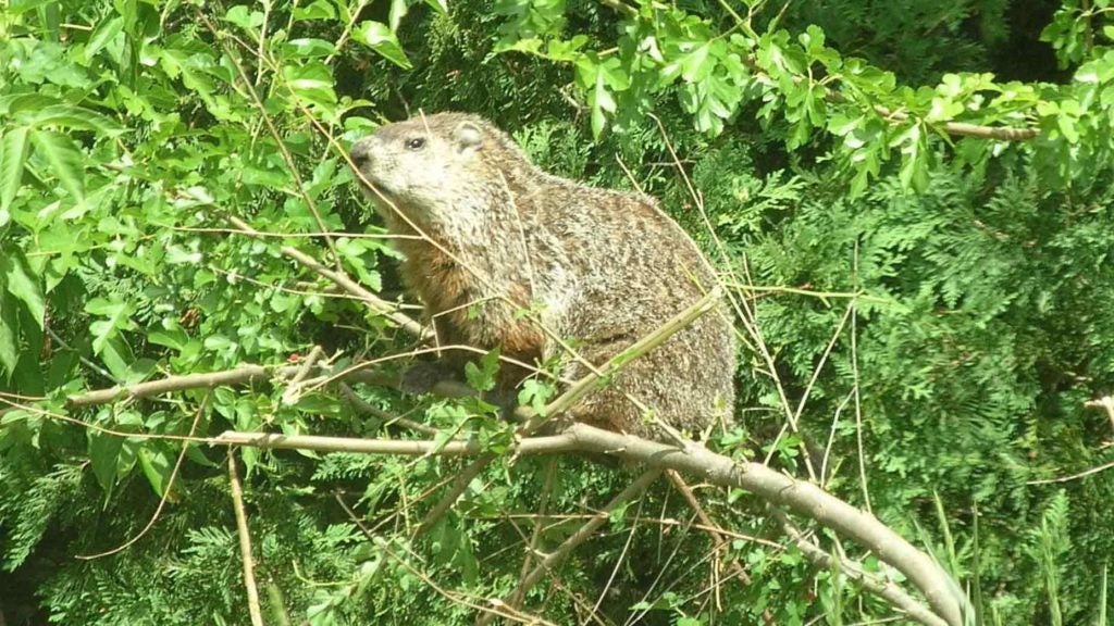A woodchuck in a tree.