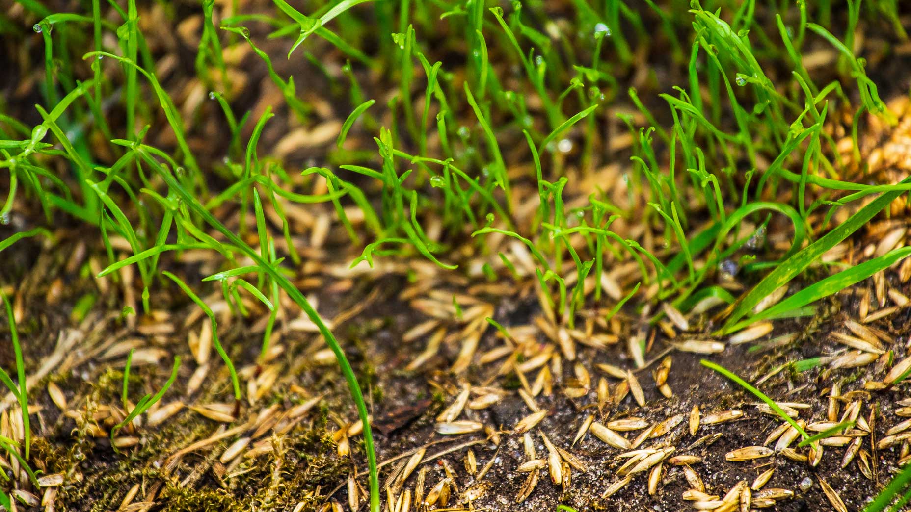 How-long-it-takes-to-grow-grass-from-seeds - Headline News 695klt