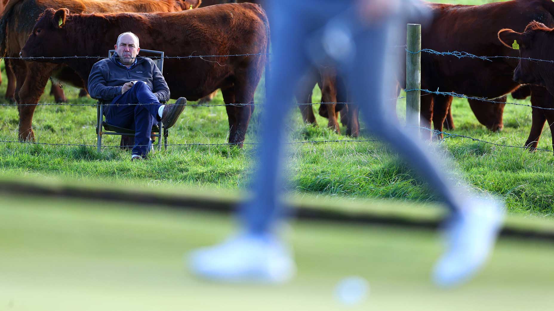 WATCH: A farmer watches golf, 20 cows 