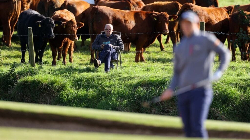 a man watches golf with cows behind him