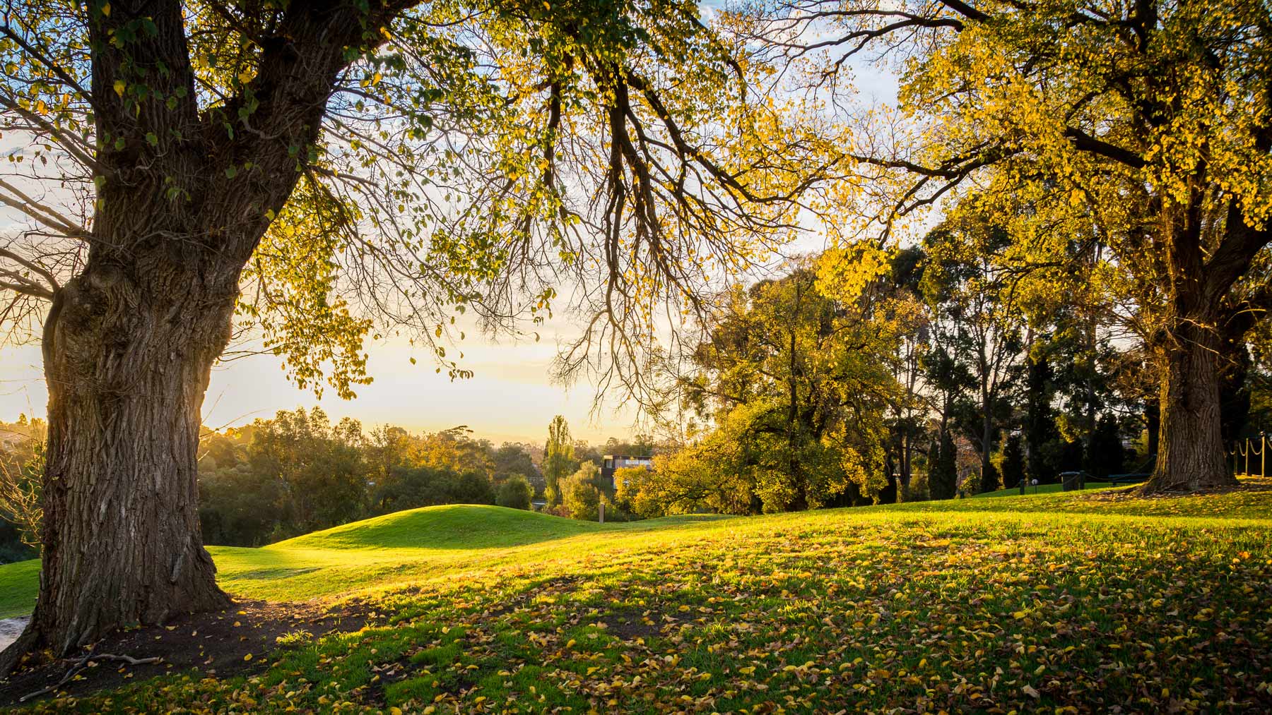 trees on a golf course