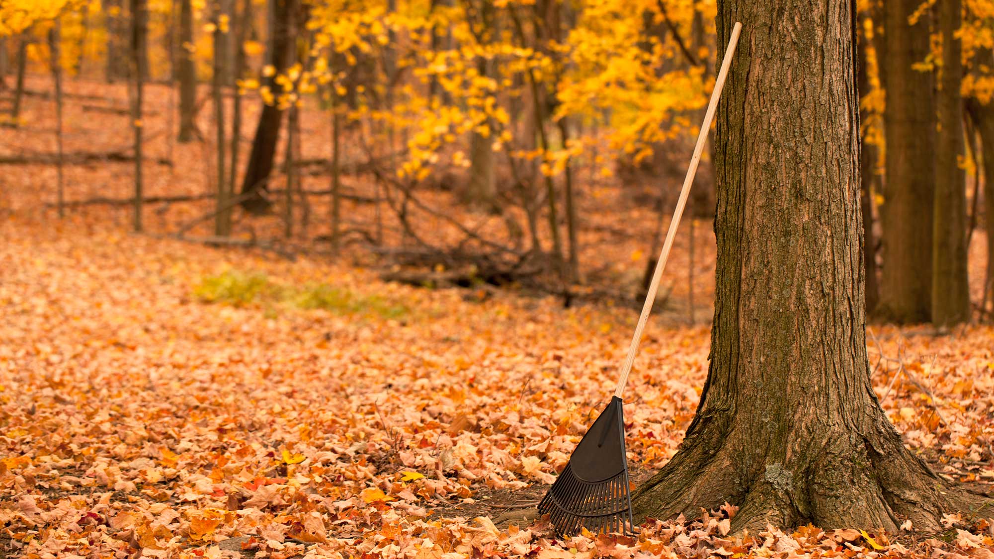 Why It S Essential That You Rake Your Yard According To A Superintendent