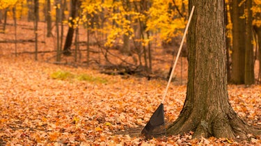 fallen leaves and rake