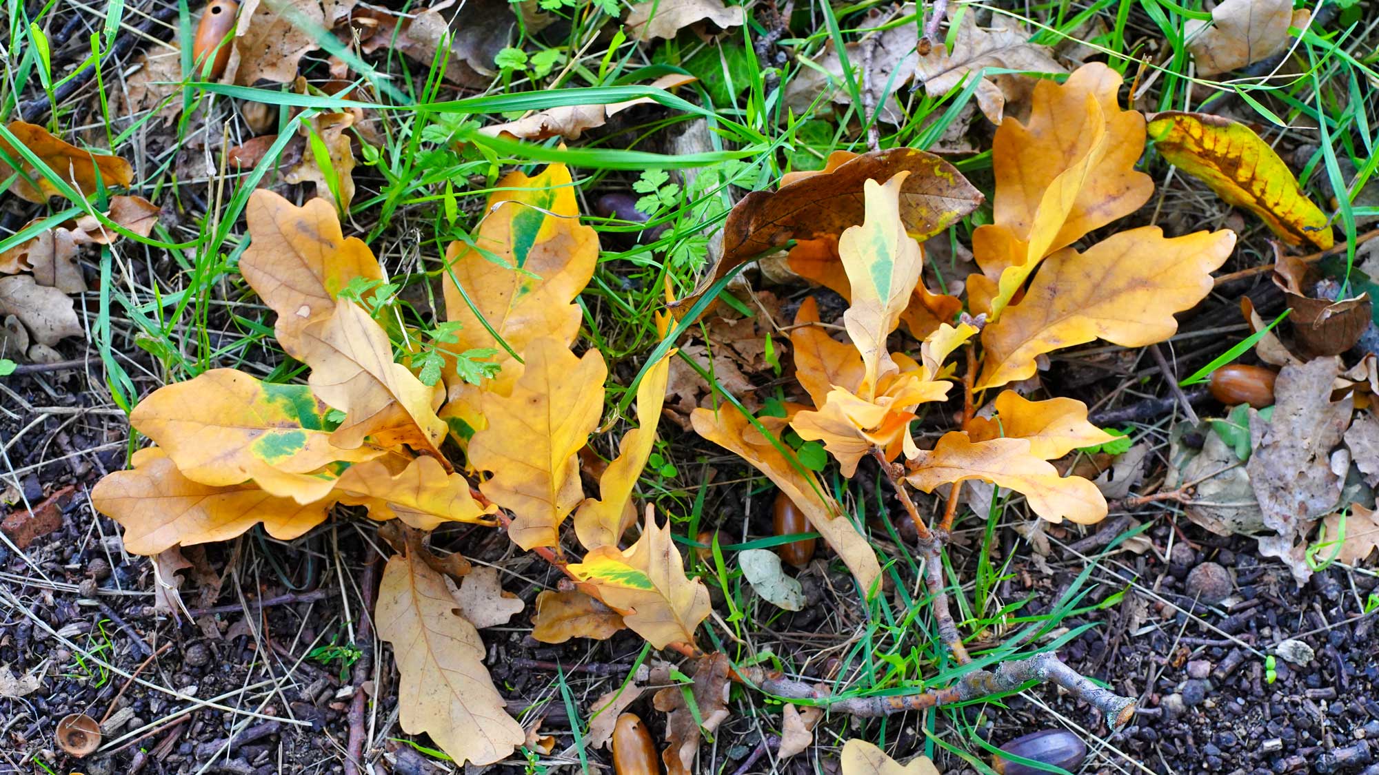  wachsendes Gras im Herbst