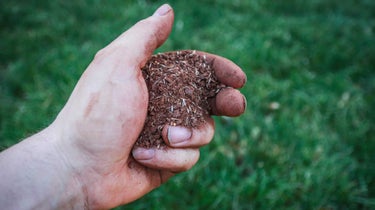 Grass seed for lawn