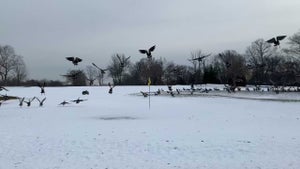 golf course with geese