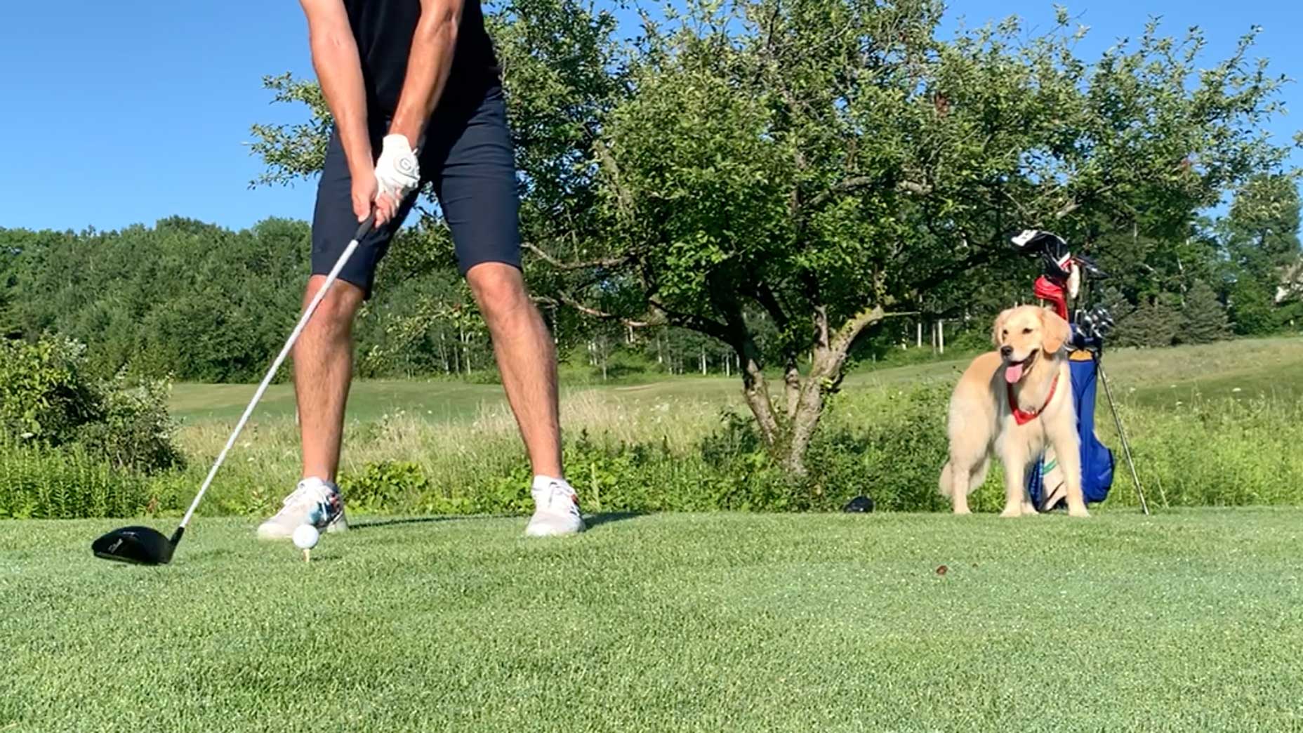 Dogs Playing Golf