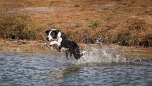border collie in a pond