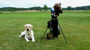 Golf with dog