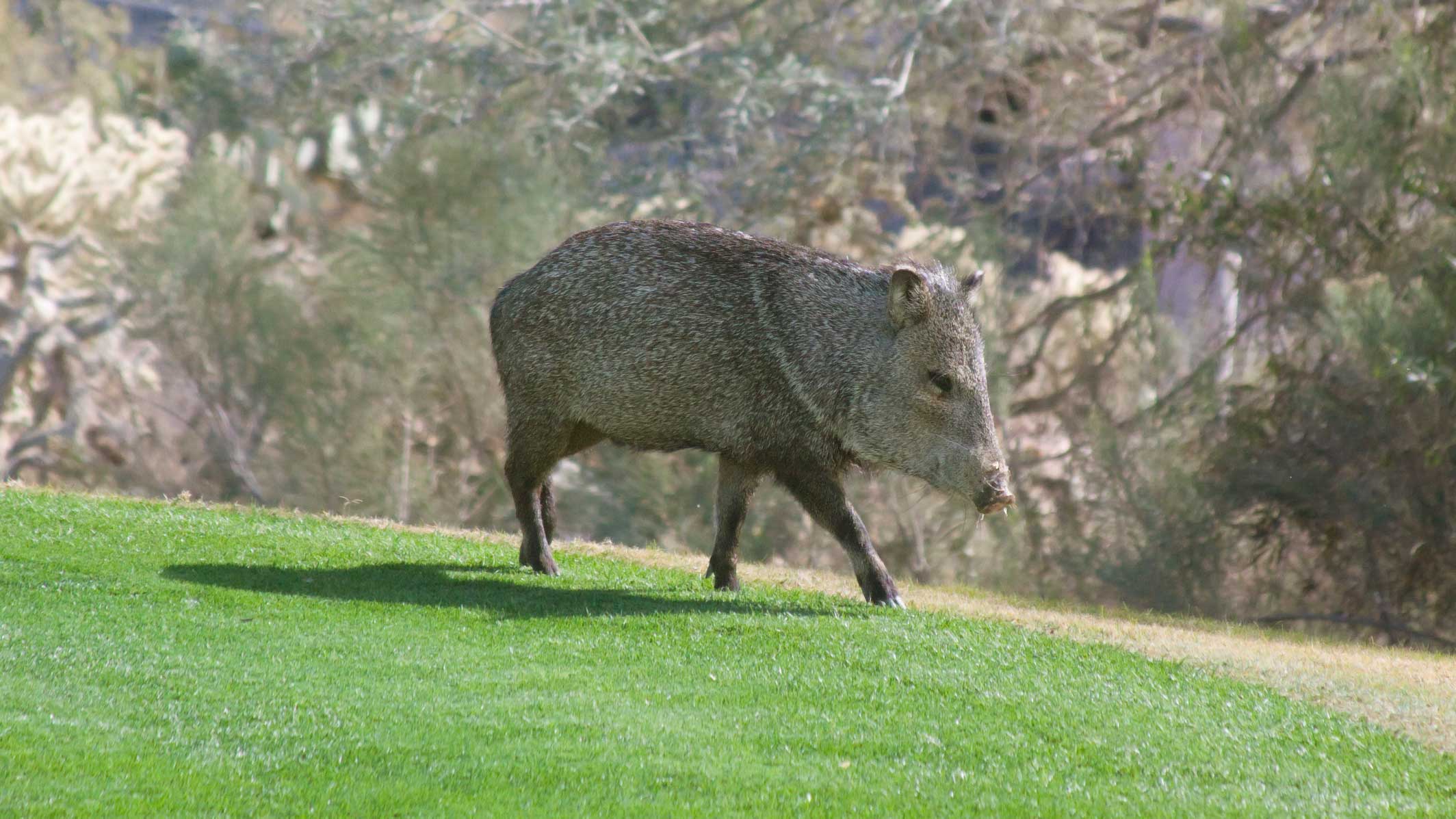 javalina on golf course