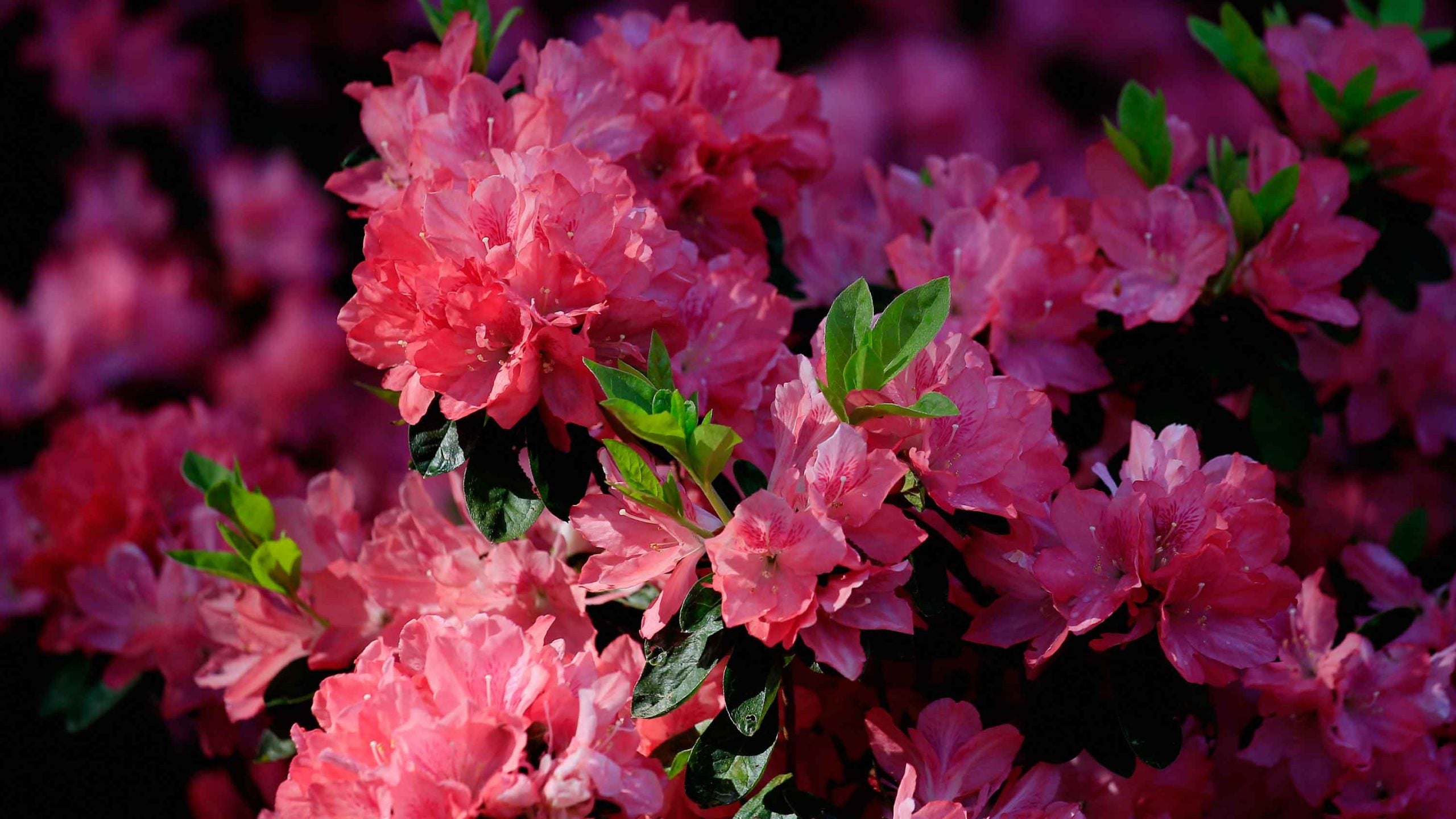 The secret to growing Augusta Nationalgrade azaleas