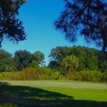 Blue Cypress