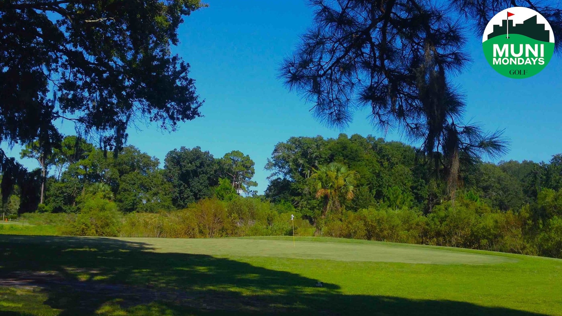 Blue Cypress
